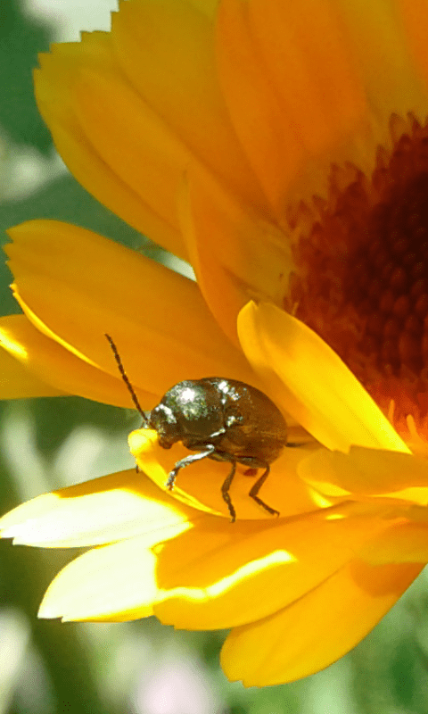 Chrysomelidae : Cryptocephalus sp.? S, Cryptocephalus transiens
